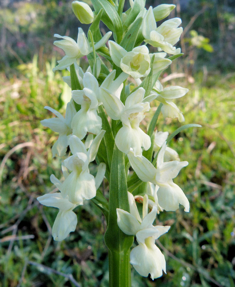 Dactylorhiza romana